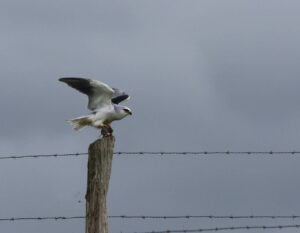 découvrez l'histoire captivante de twitter, l'épopée du petit oiseau blanc qui a révolutionné la communication mondiale.