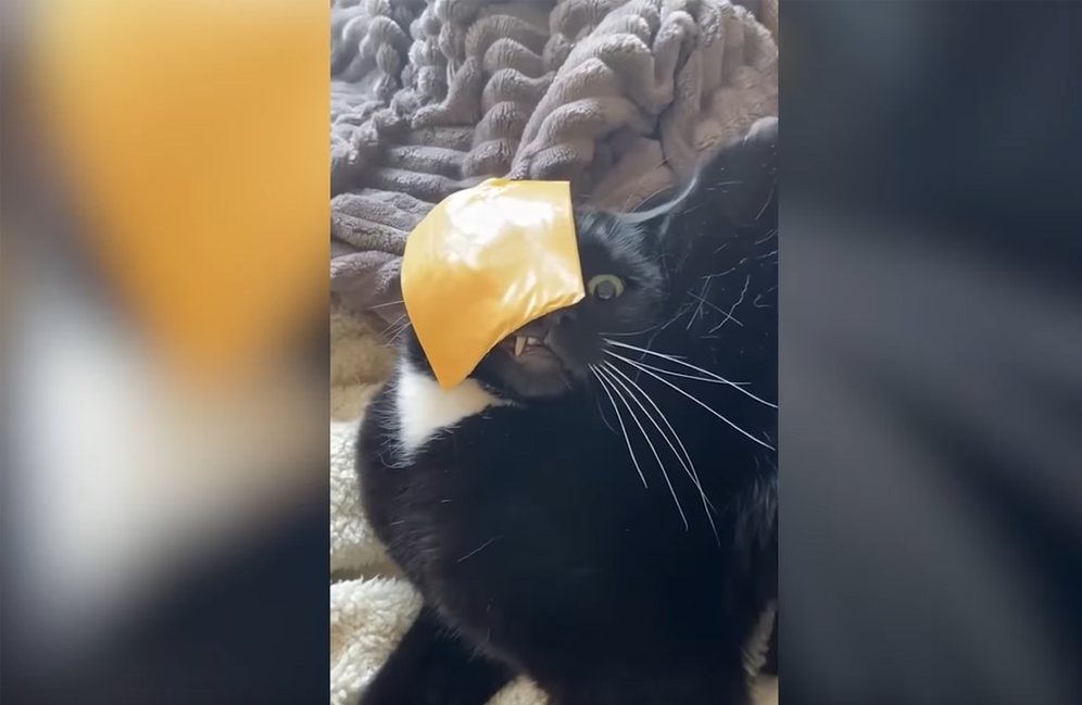 découvrez comment identifier et éviter les vidéos trompeuses d’animaux sur les réseaux sociaux, qui manipulent la réalité pour divertir ou désinformer.